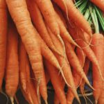 Морковь посевная