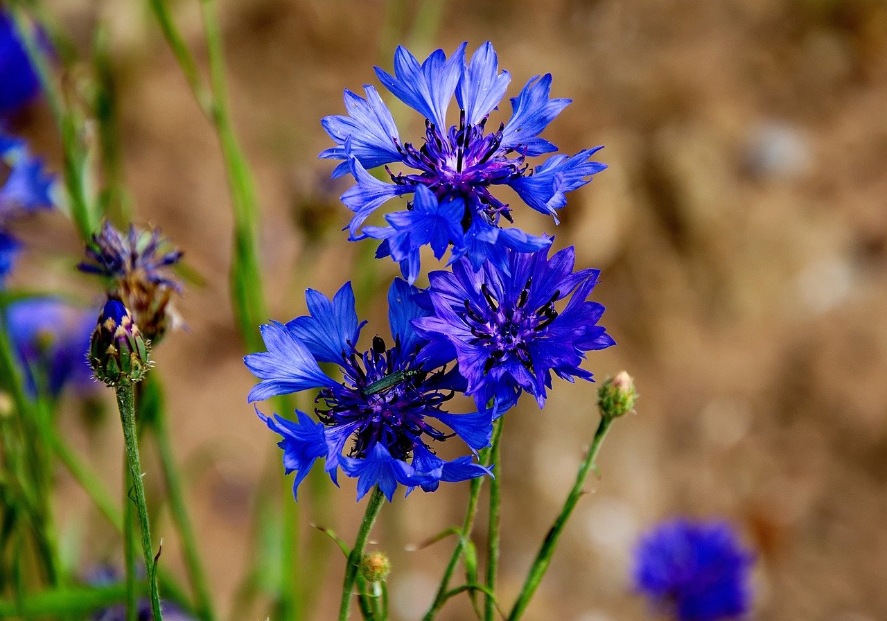 Василек пиндский Centaurea pindicola